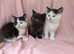 Pretty kittens, flead/wormed/litter trained/socialised/ From £80