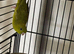 Baby parakeets