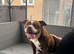 4 year old standard American bully
