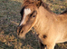 Registered miniature Shetland colt