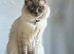 Proven Lilac Ragoll Male 2 years old rehoming