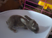 Baby mini lops purebred
