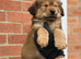 Chow chow X