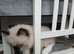 Ragdolls