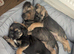 Beautiful border terrier pups