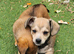Chiweenie Absolutely beautiful babies