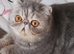 Stunning Blue Cream Tabby