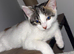 Adorable female kitten for sale due to allergy