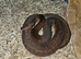 Breeding pair childrens python