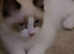 our last kitten