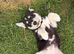 Husky x Labrador puppies ready to leave now!!