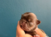 Chihuahua puppies kc registered