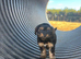 Yorkiepoo puppies