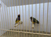 Pair of Gouldian Finches For Sale