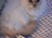 Gorgeous Lilac Birman girl