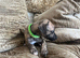 One Whippet puppy left!