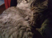 Maine Coon kittens. Mother is TICA registered.