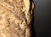 Male leachieanus gecko