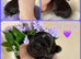 True chocolate imperial Shihtzu puppies