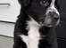 LAST LITTLE BOY — READY FOR HIS FOREVER HOME