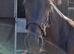 Missy 13.2 5yr old