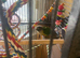 Green cheek conure