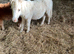 Palomino Shetland filly foal