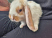1 girl and 1 boy mini lop babies