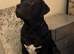 Bullmastiff cross cane corso puppies