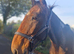 16.2hh 5 year old unsual skewbald gelding