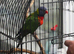 Rainbow Lorikeet