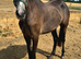 Lovely Connemara x TB filly