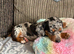 Pure-bred Mini Dachshund Puppies – Ready For Their Forever Homes!
