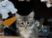 3 beautiful fluffy kittens looking for homes