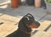 Miniature dachshund boy