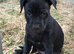 Staffy puppies