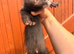 Angora baby ferrets