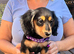 Minature Dachshund Long Haired Puppies