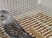 Blackface blackwing split budgies