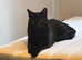 5 month old kitten for sale