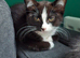 Beautiful 14 week old female kitten