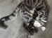 Stunning Melanistic Bengal male kitten