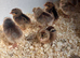 Cream crested legbars