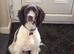 10 month old Male Sprocker
