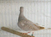 Dimond Doves available 2026 closed rings