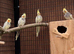 Pied Cockatiels