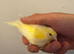 Canary