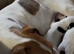 Jack Russel puppy max