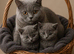 Rehome British Shorthair cats