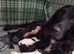 7 adorable Sprocker Puppies